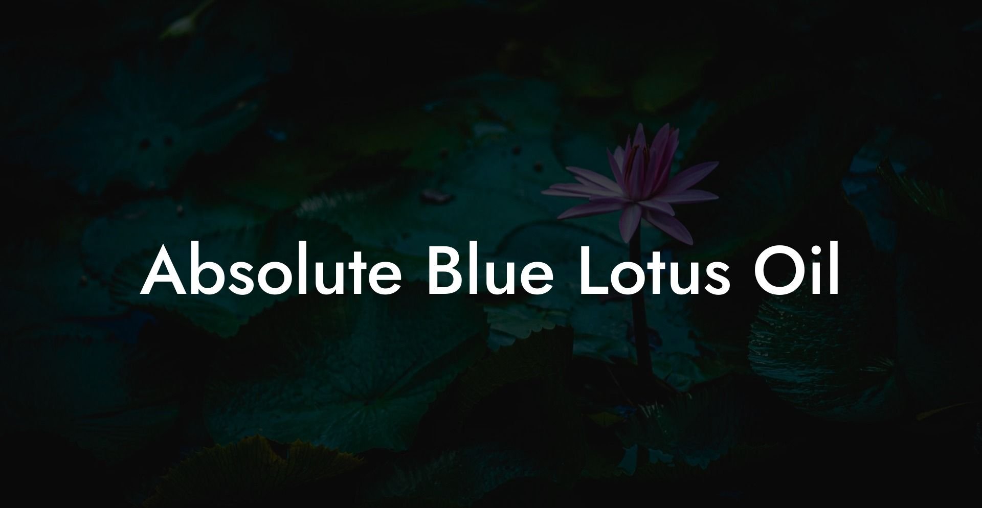 Absolute Blue Lotus Oil