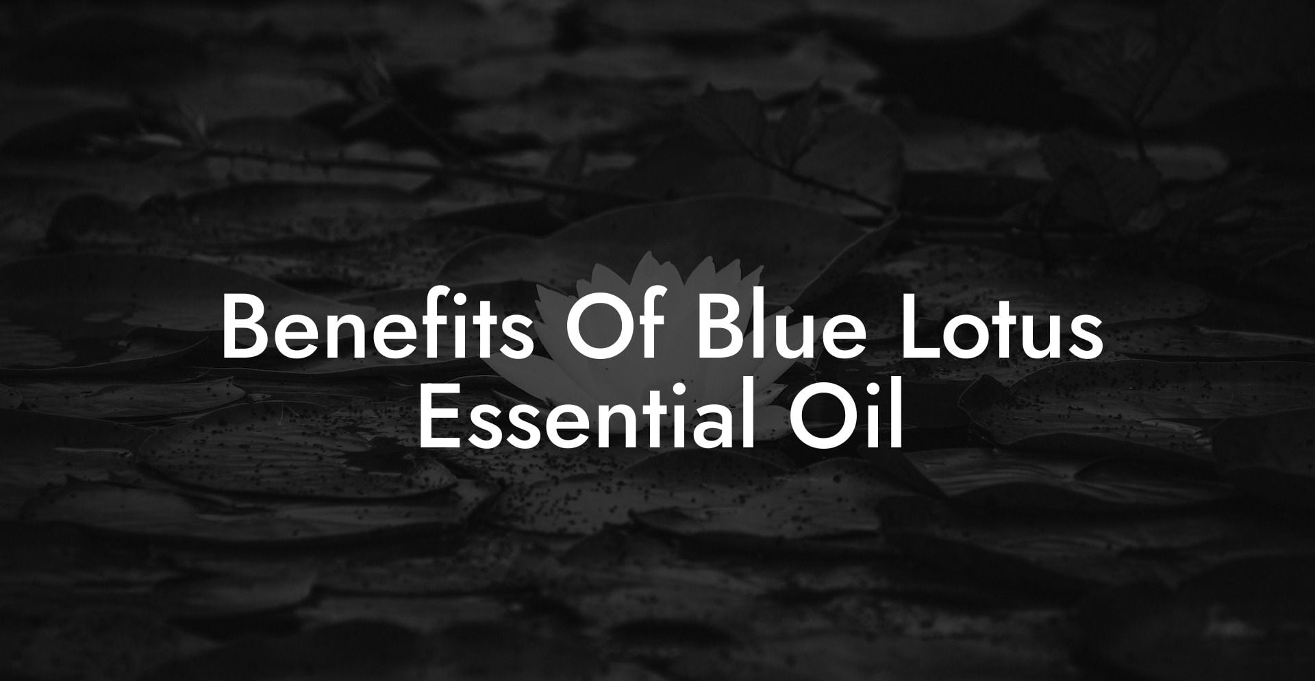 Benefits Of Blue Lotus Essential Oil
