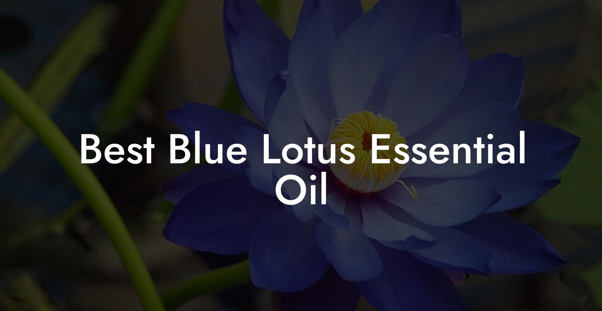 Best Blue Lotus Essential Oil
