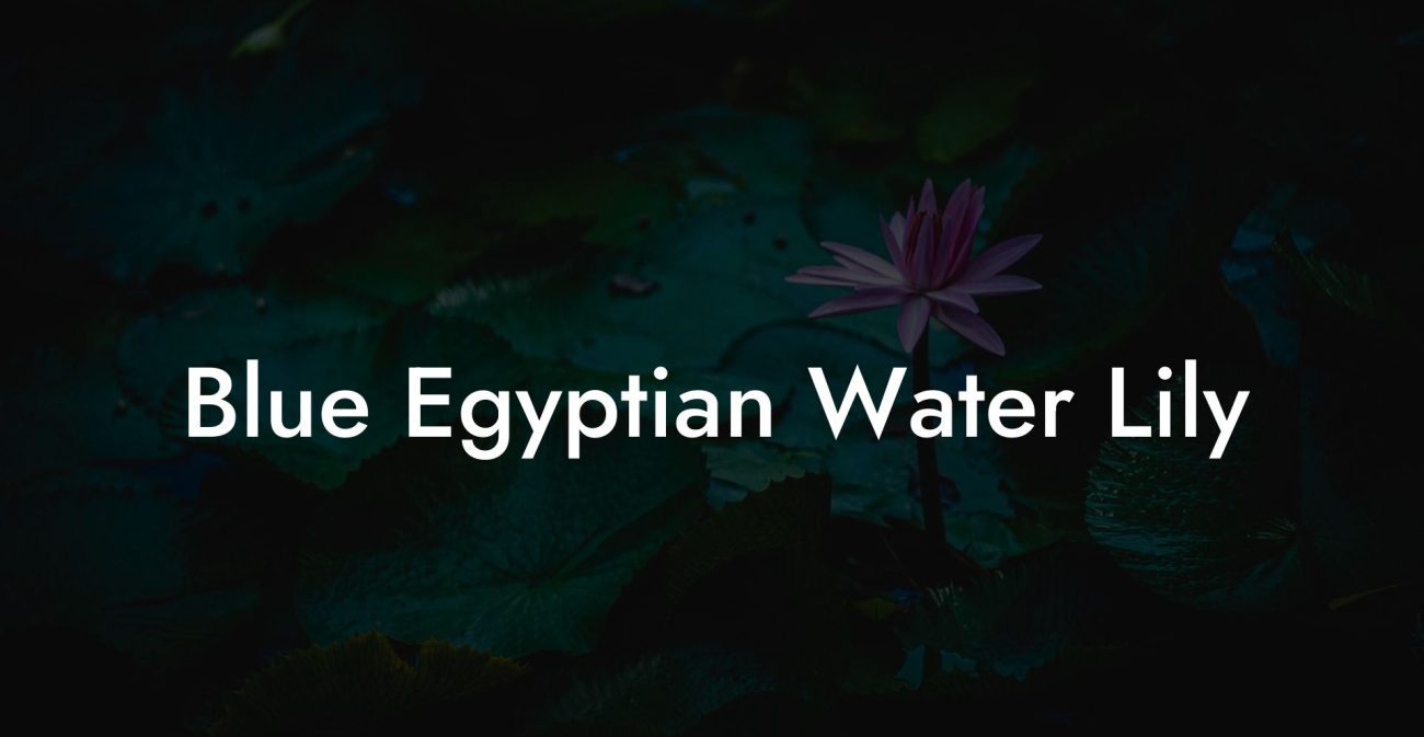 Blue Egyptian Water Lily