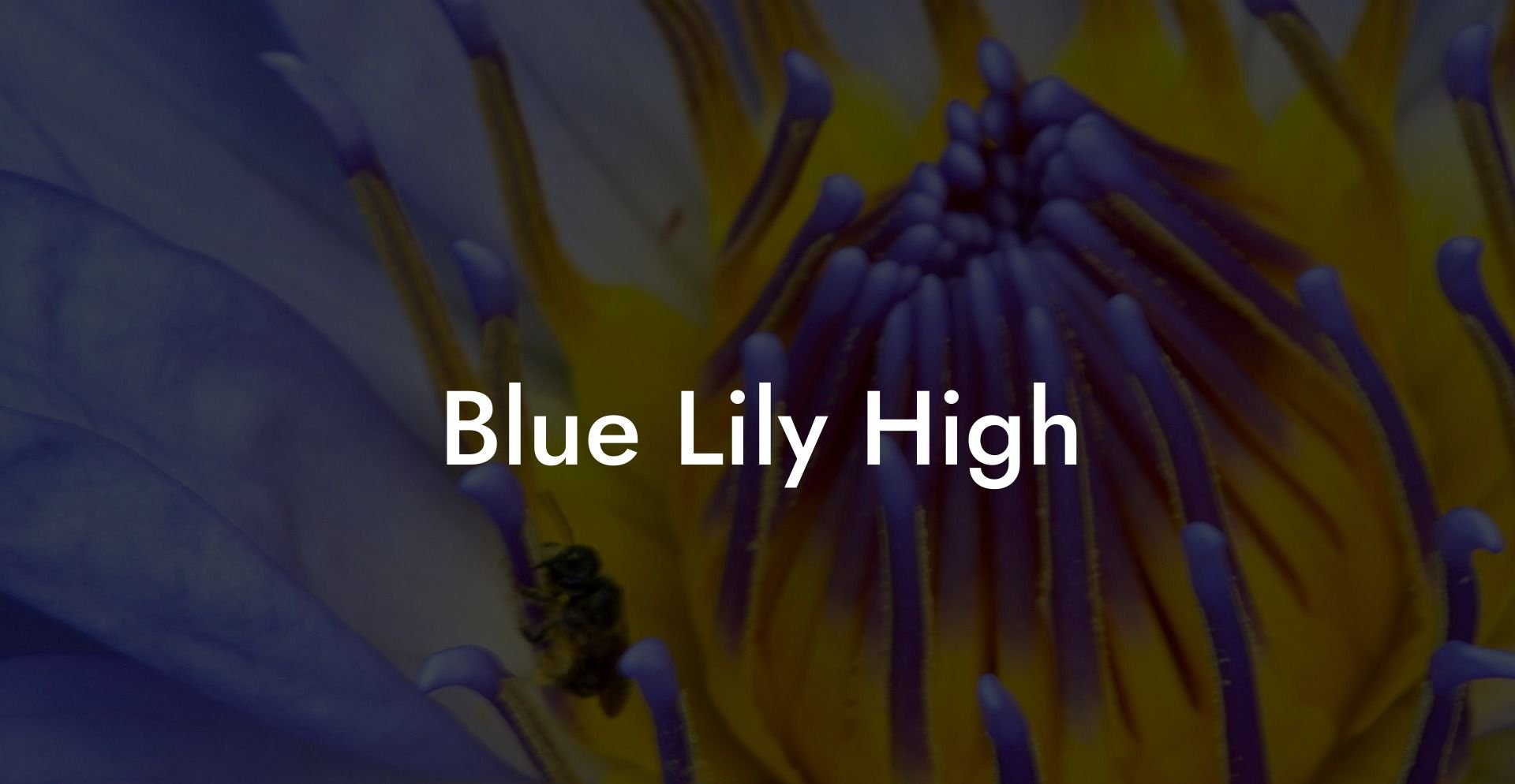 Blue Lily High