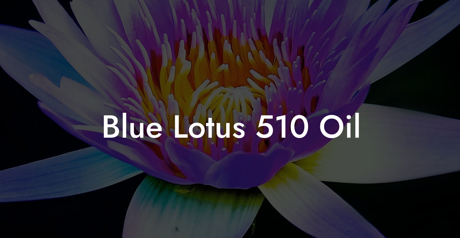 Blue Lotus 510 Oil