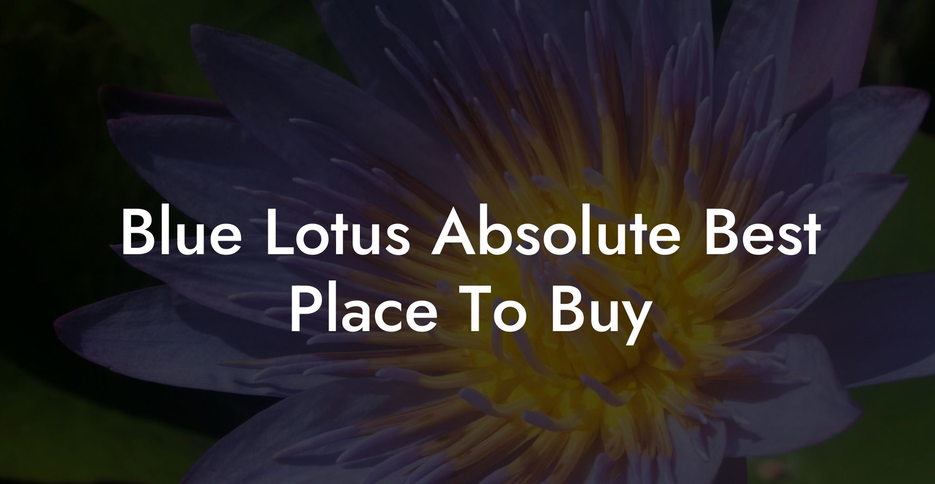 Blue Lotus Absolute Best Place To Buy