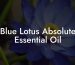 Blue Lotus Absolute Essential Oil