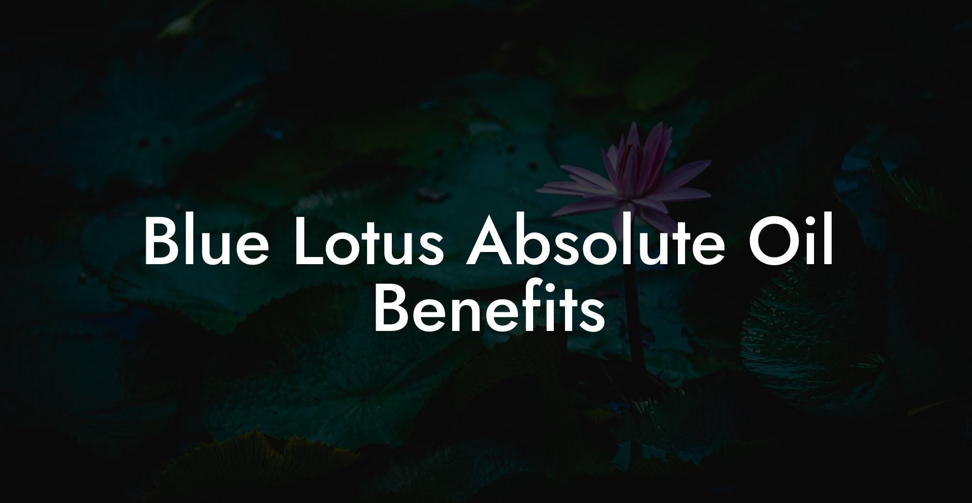 Blue Lotus Absolute Oil Benefits