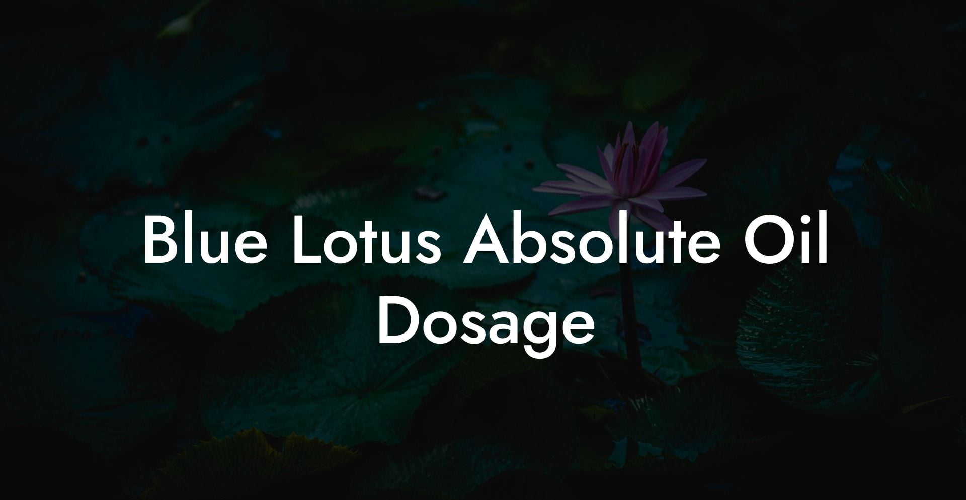 Blue Lotus Absolute Oil Dosage