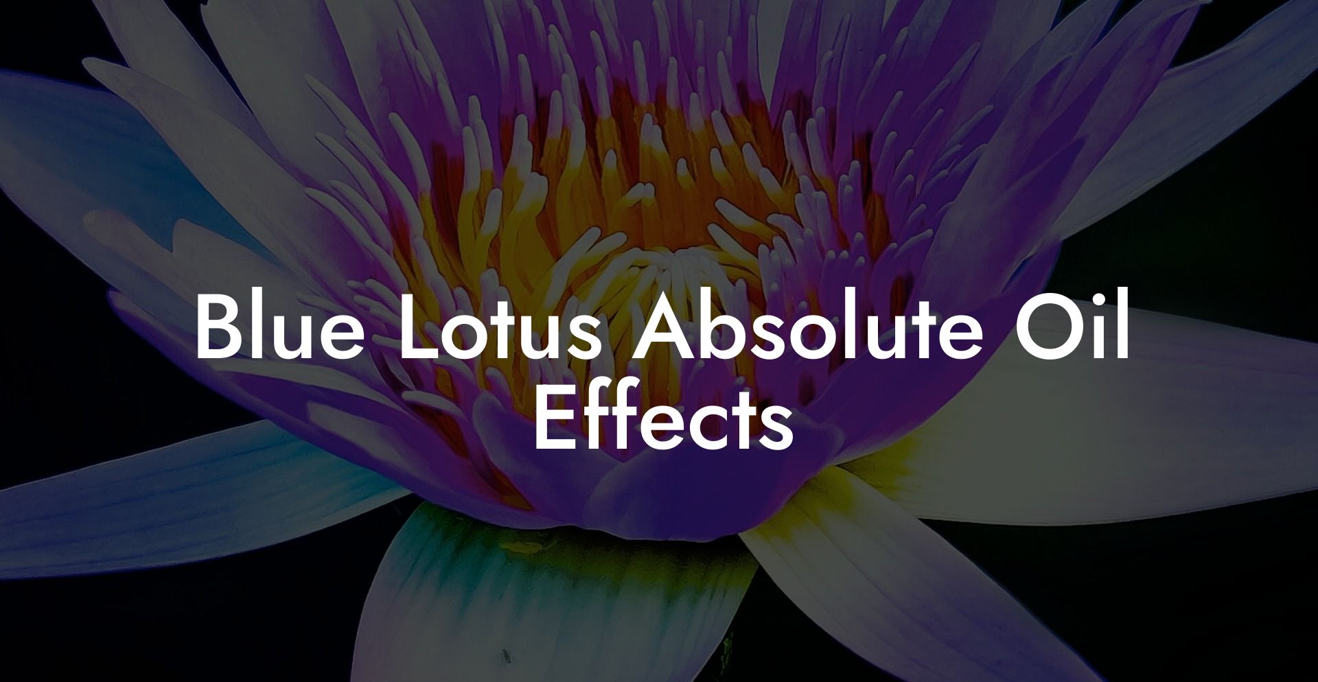 Blue Lotus Absolute Oil Effects