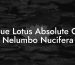 Blue Lotus Absolute Oil Nelumbo Nucifera