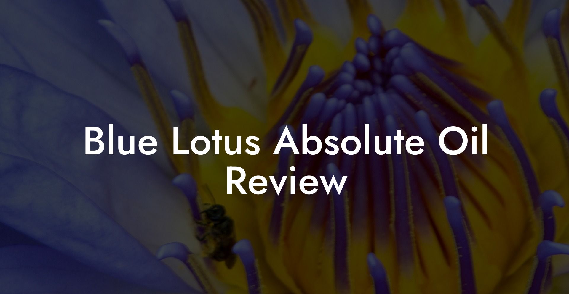 Blue Lotus Absolute Oil Review