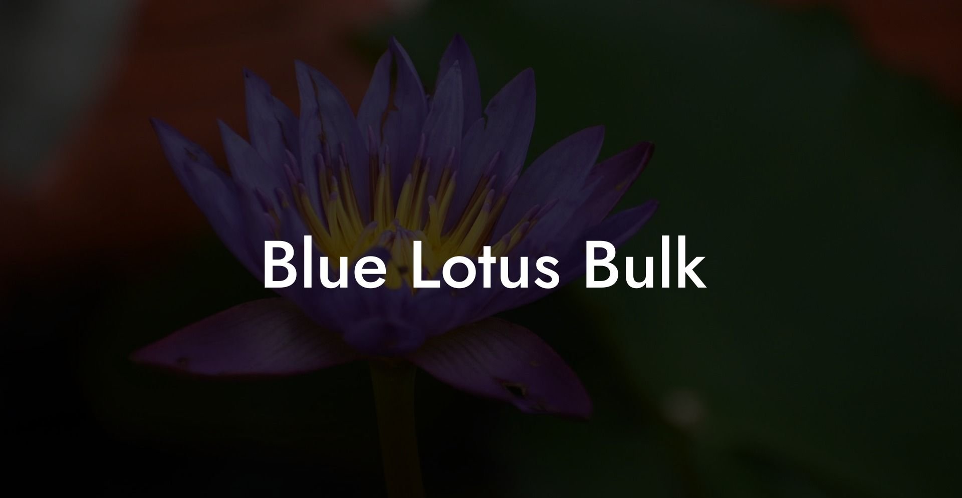 Blue Lotus Bulk