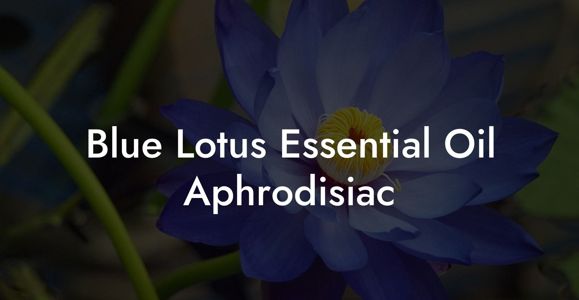 Blue Lotus Essential Oil Aphrodisiac