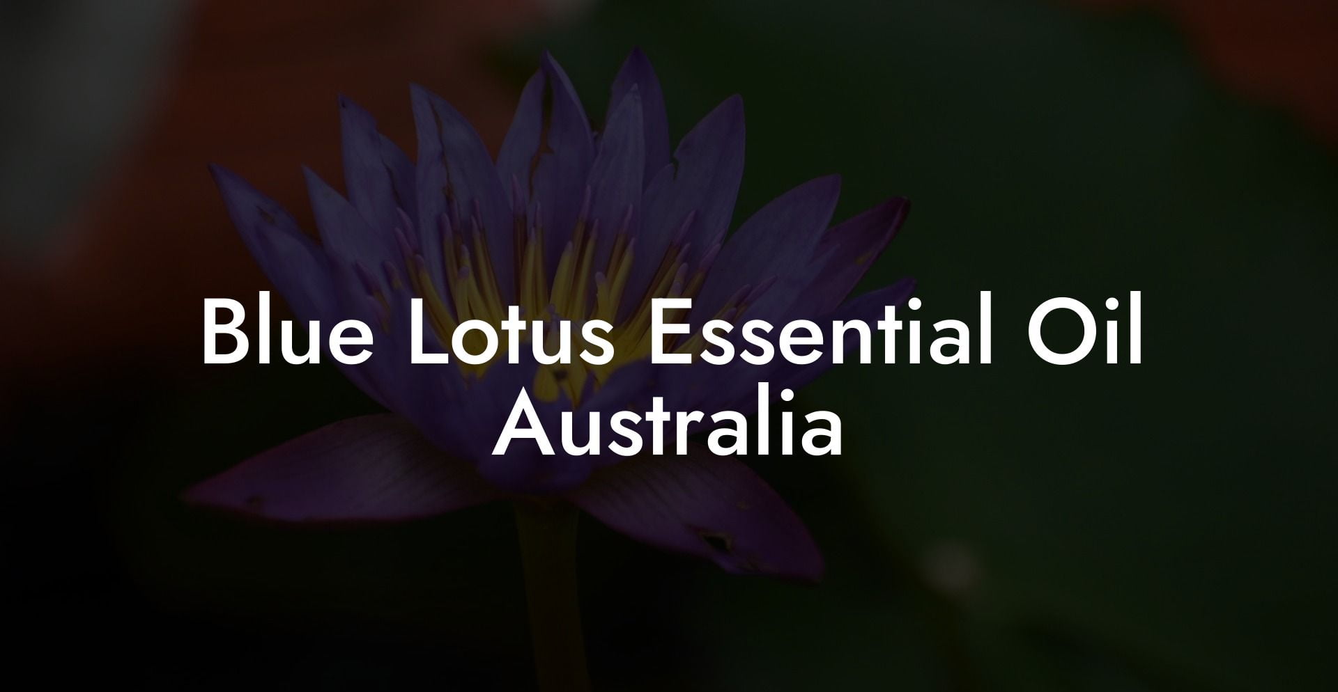 Blue Lotus Essential Oil Australia