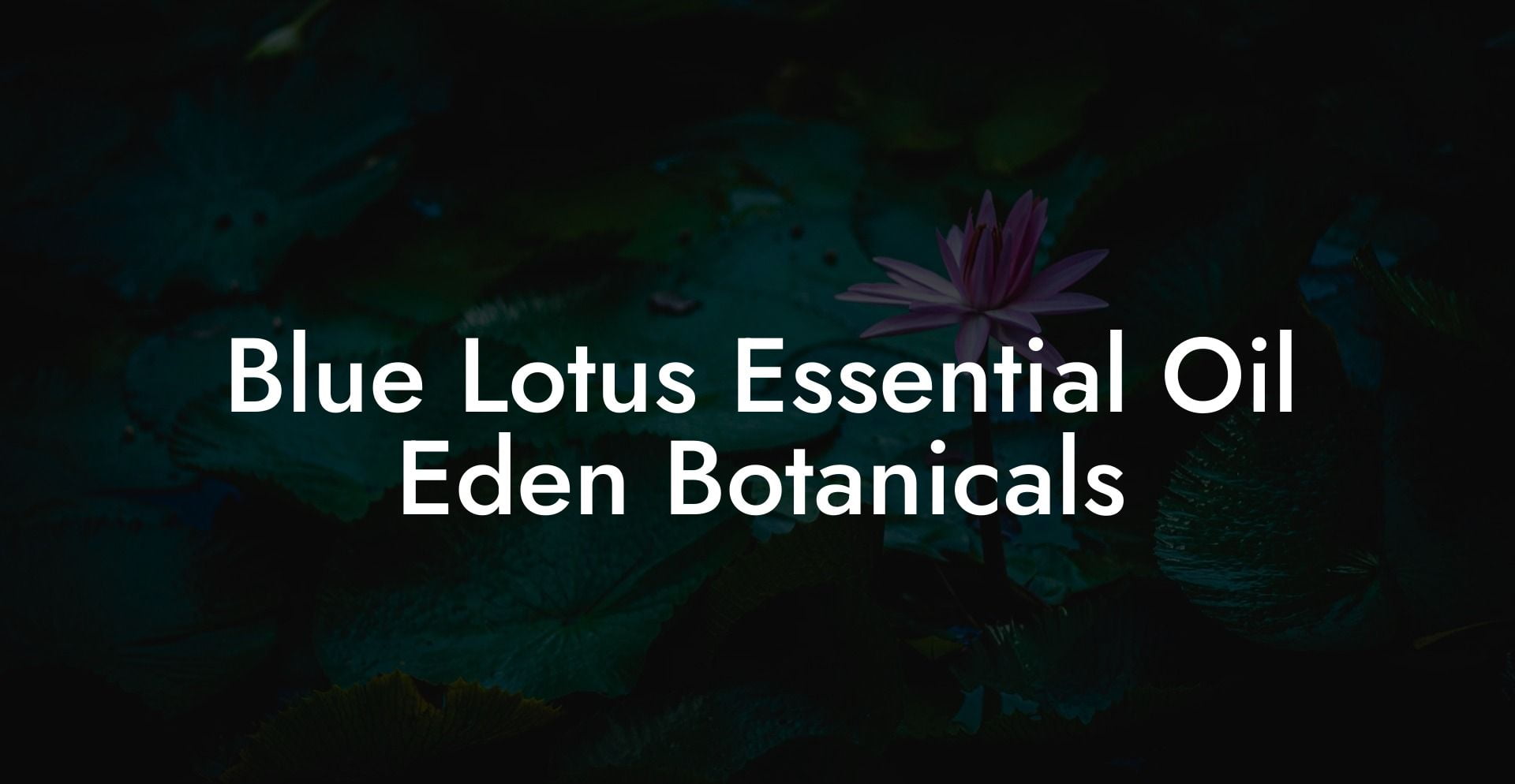 Blue Lotus Essential Oil Eden Botanicals