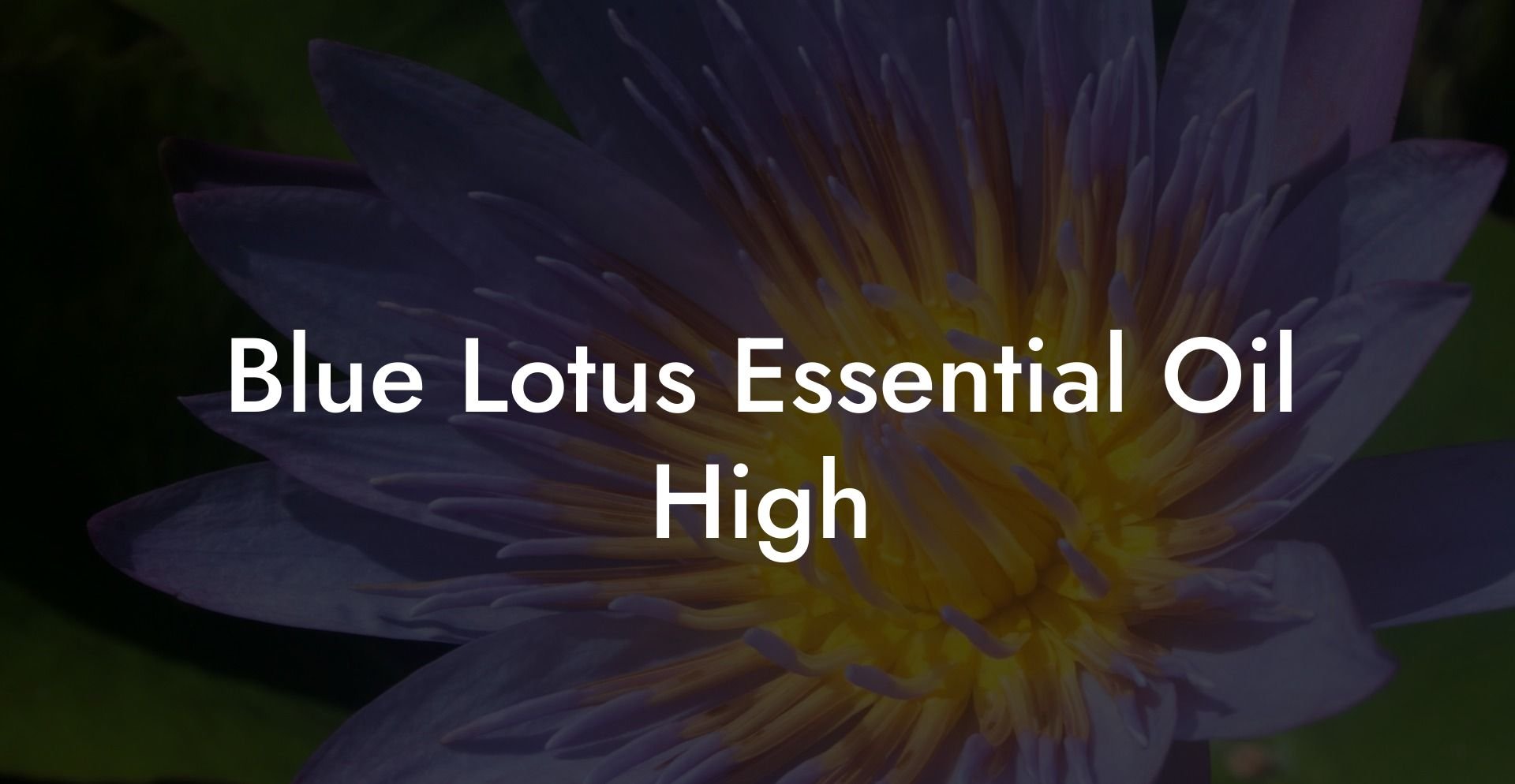 Blue Lotus Essential Oil High