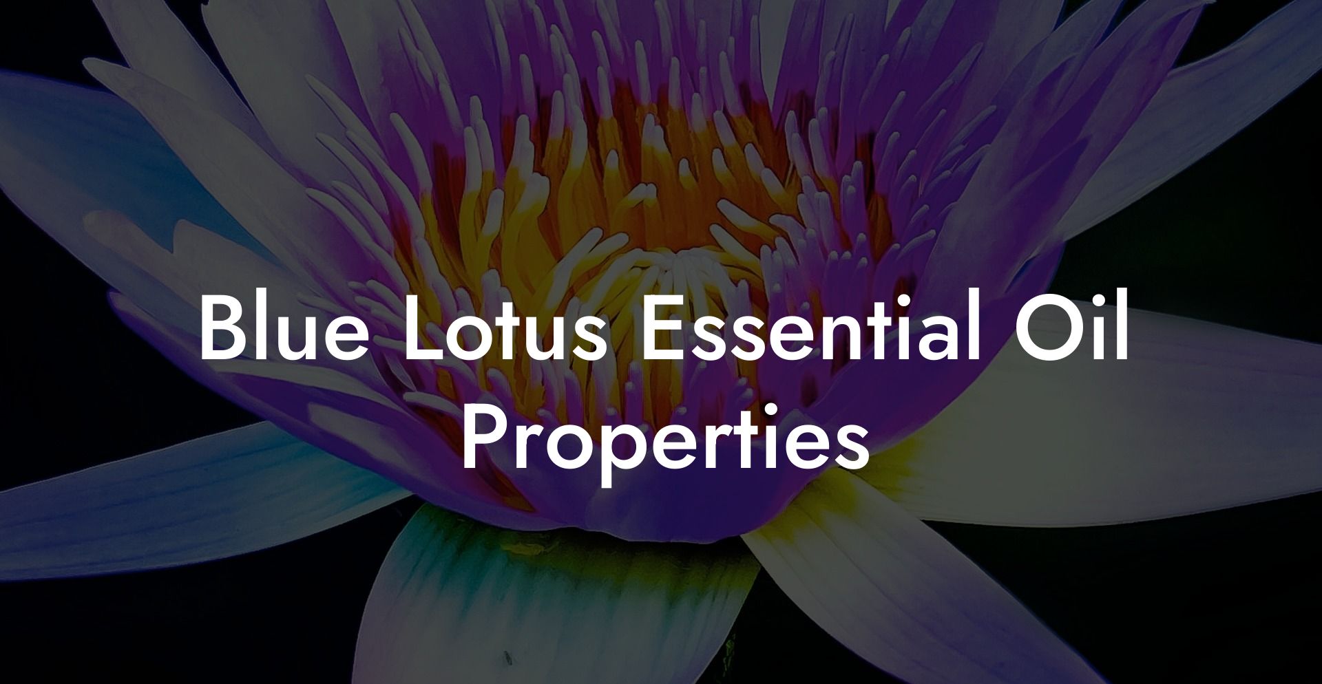 Blue Lotus Essential Oil Properties