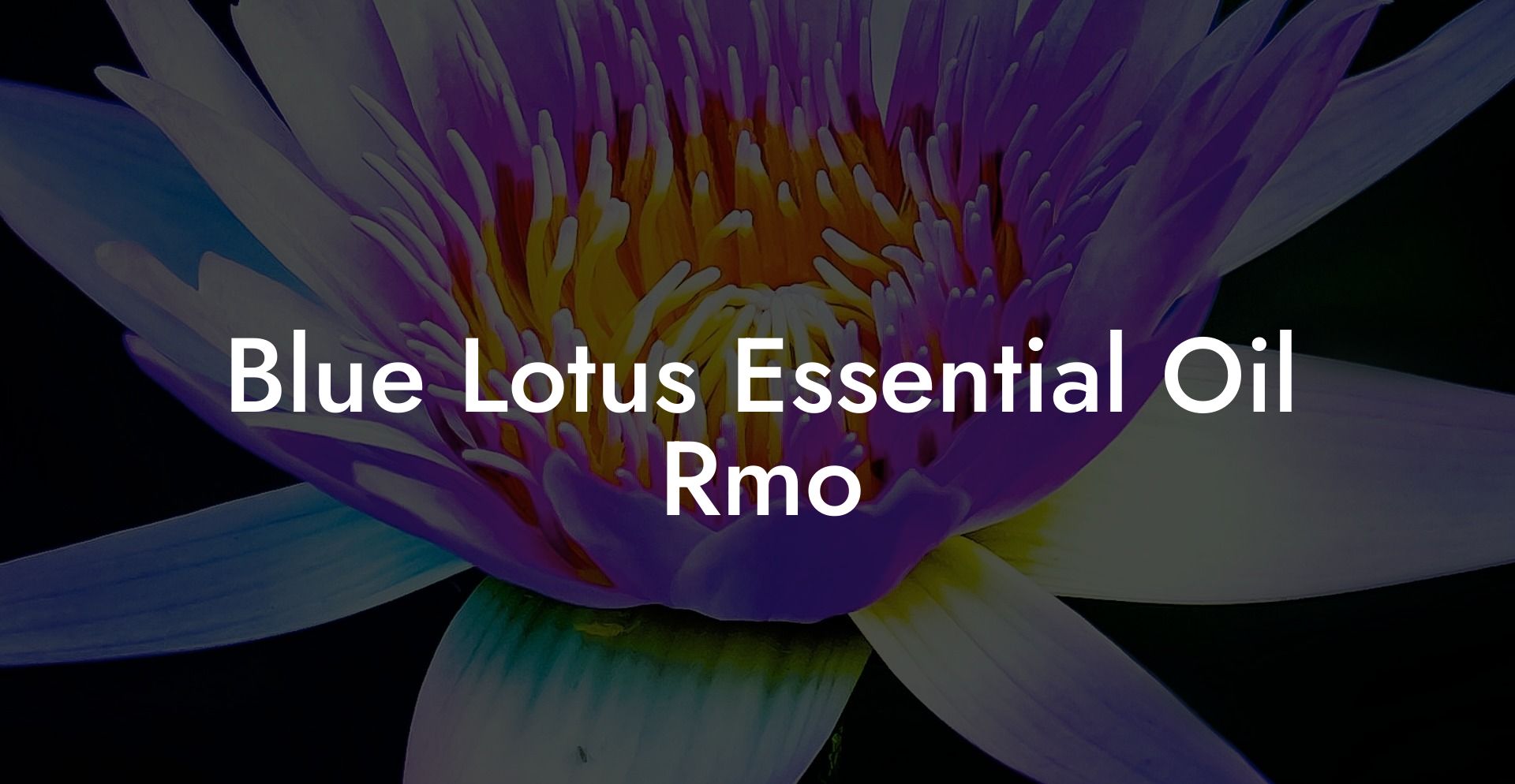 Blue Lotus Essential Oil Rmo