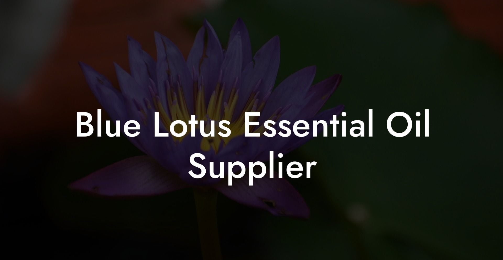 Blue Lotus Essential Oil Supplier