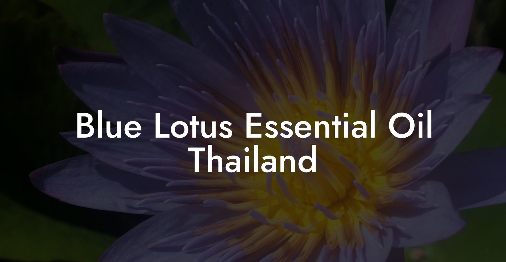 Blue Lotus Essential Oil Thailand
