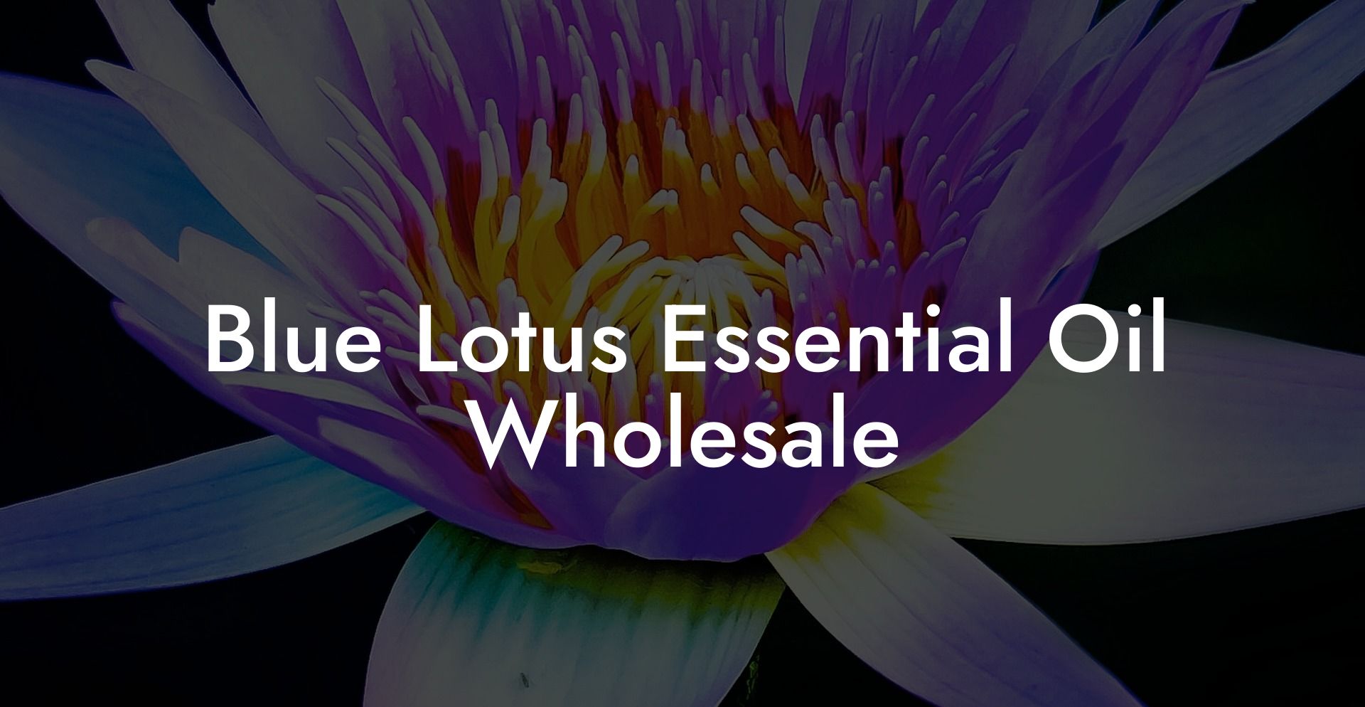 Blue Lotus Essential Oil Wholesale