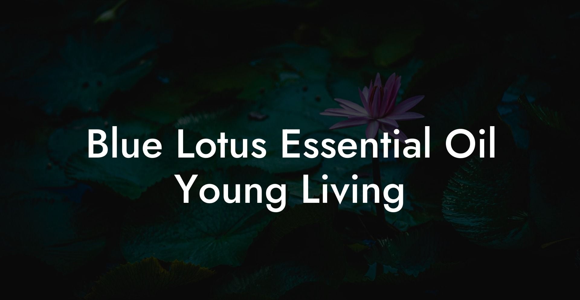 Blue Lotus Essential Oil Young Living