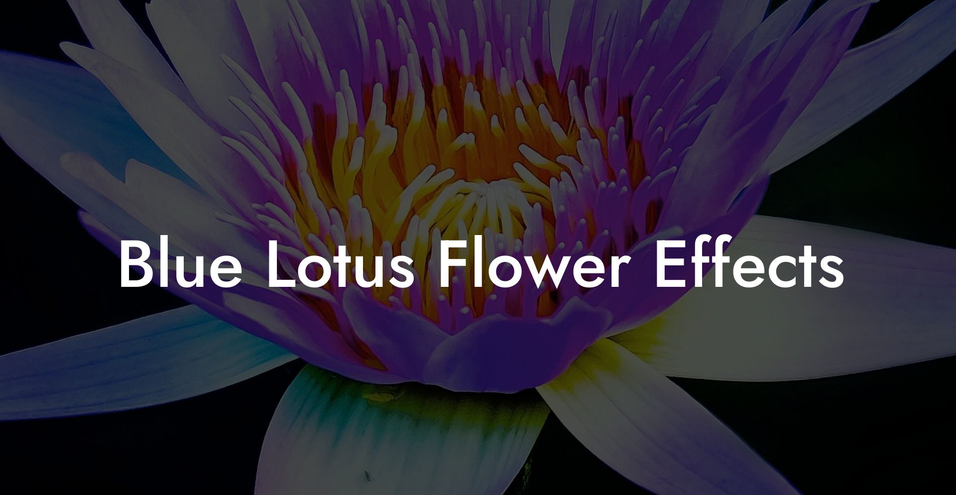 Blue Lotus Flower Effects