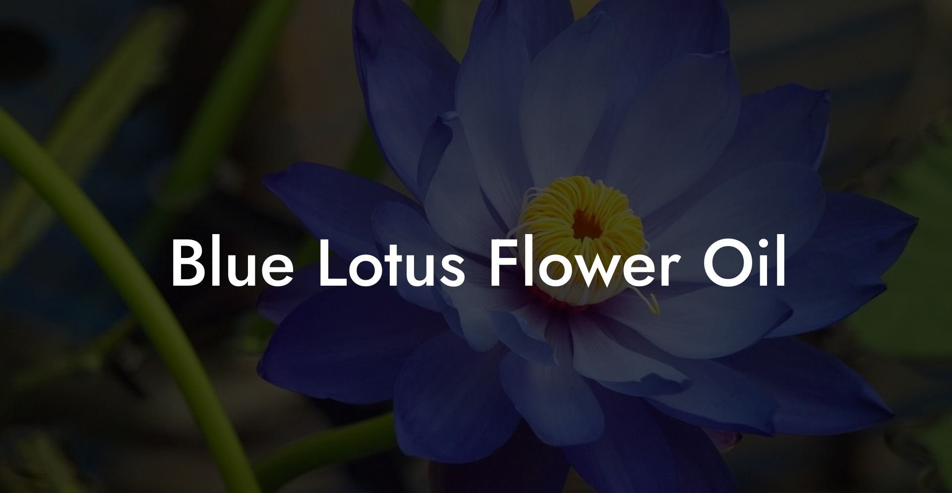 Blue Lotus Flower Oil