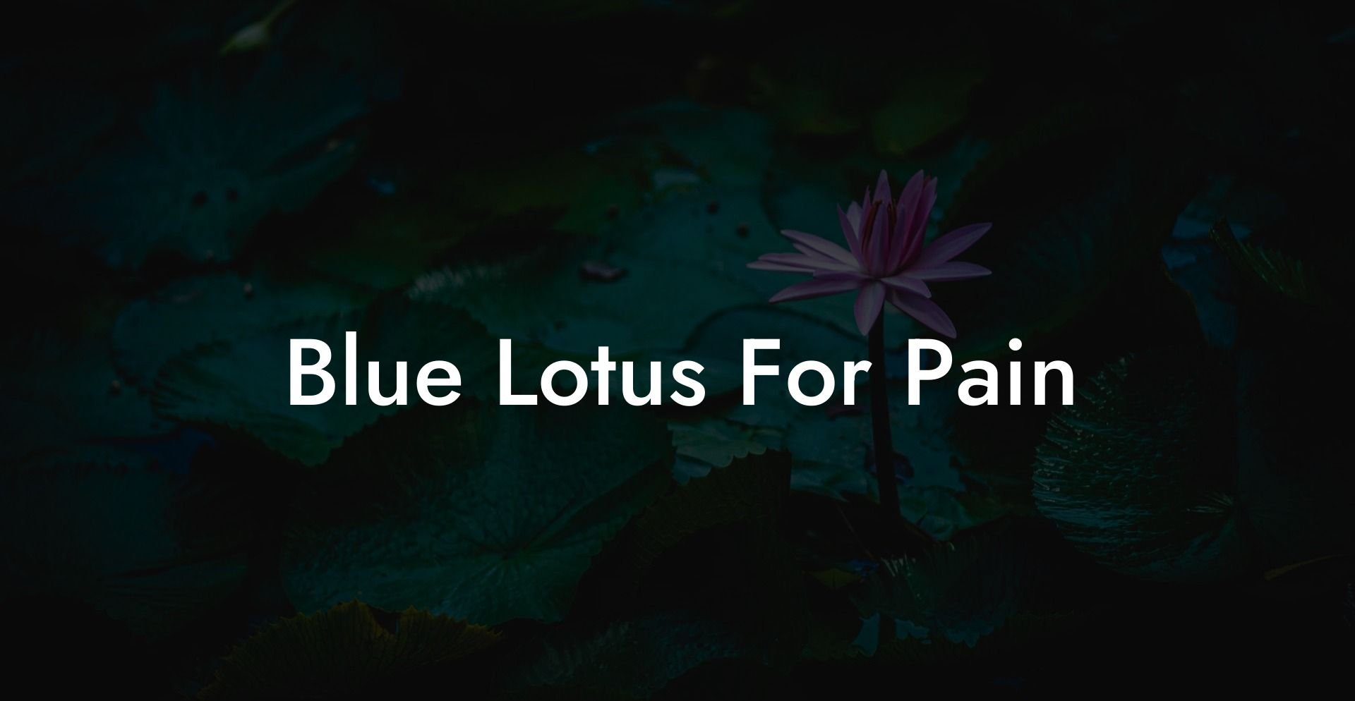 Blue Lotus For Pain