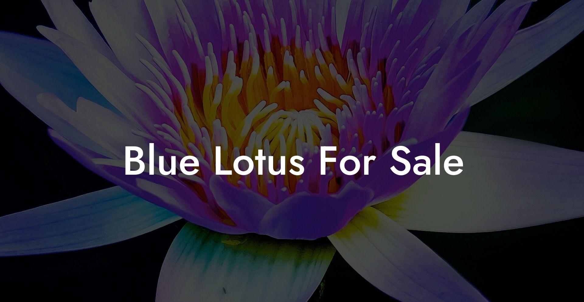 Blue Lotus For Sale