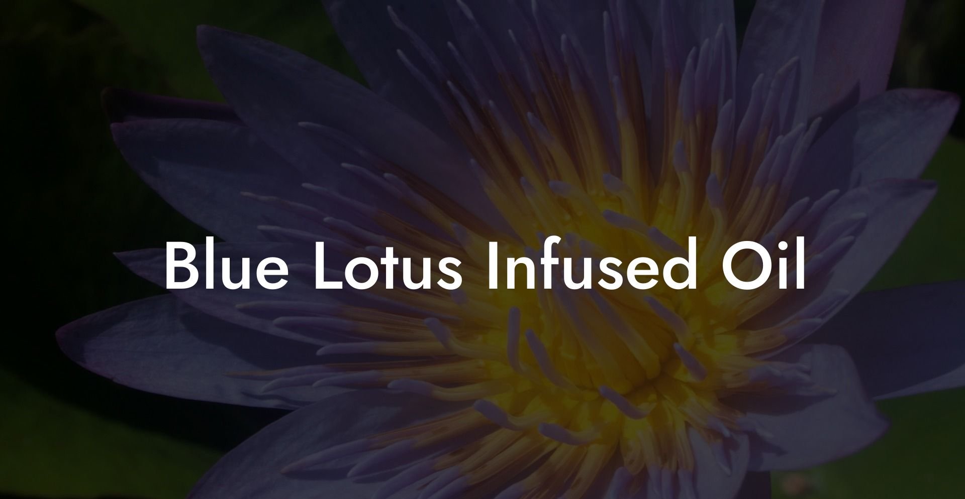 Blue Lotus Infused Oil