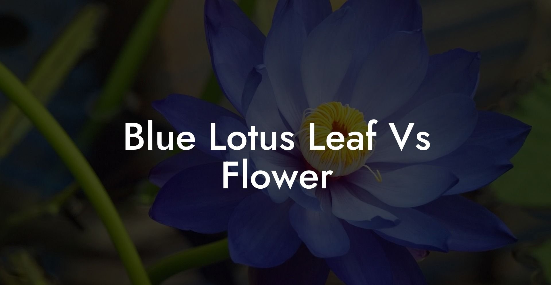 Blue Lotus Leaf Vs Flower