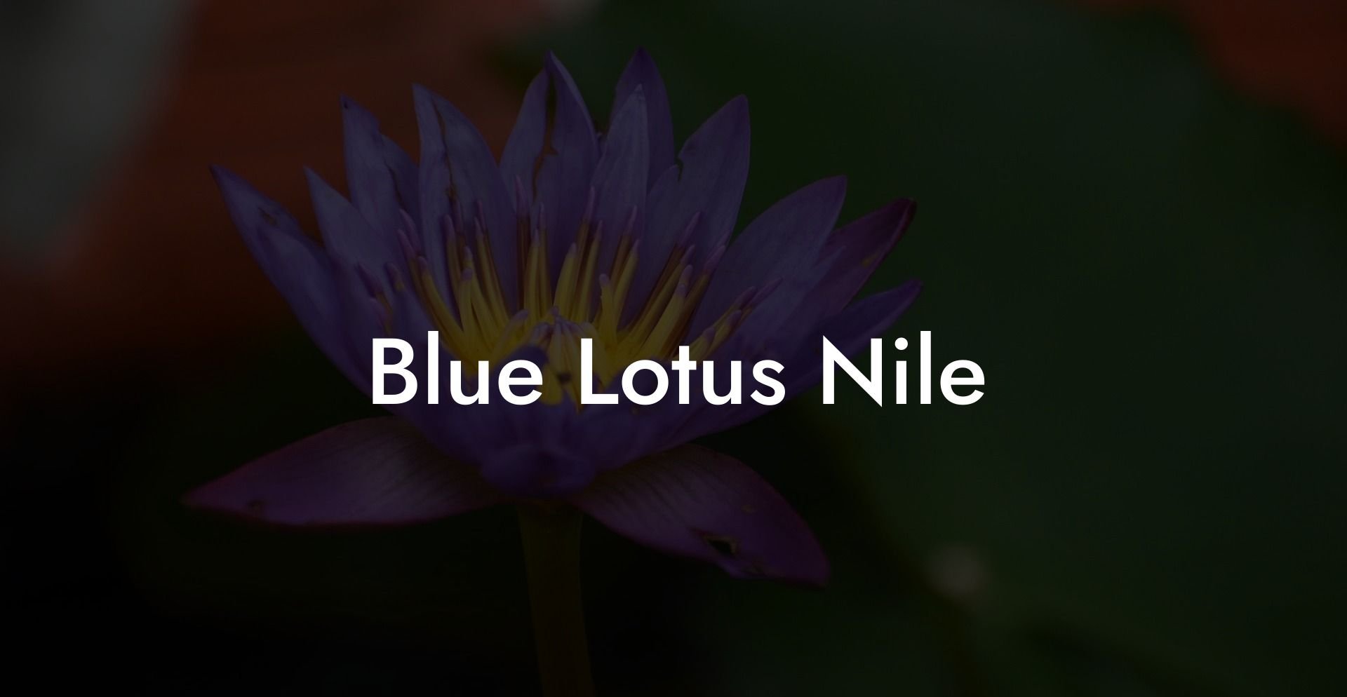 Blue Lotus Nile