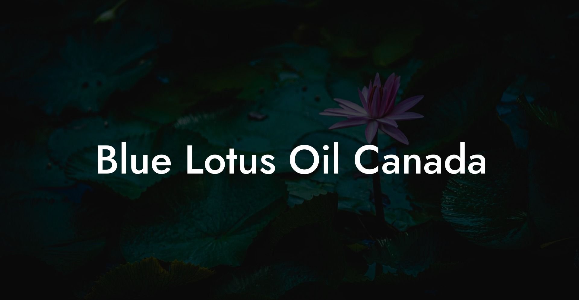 Blue Lotus Oil Canada