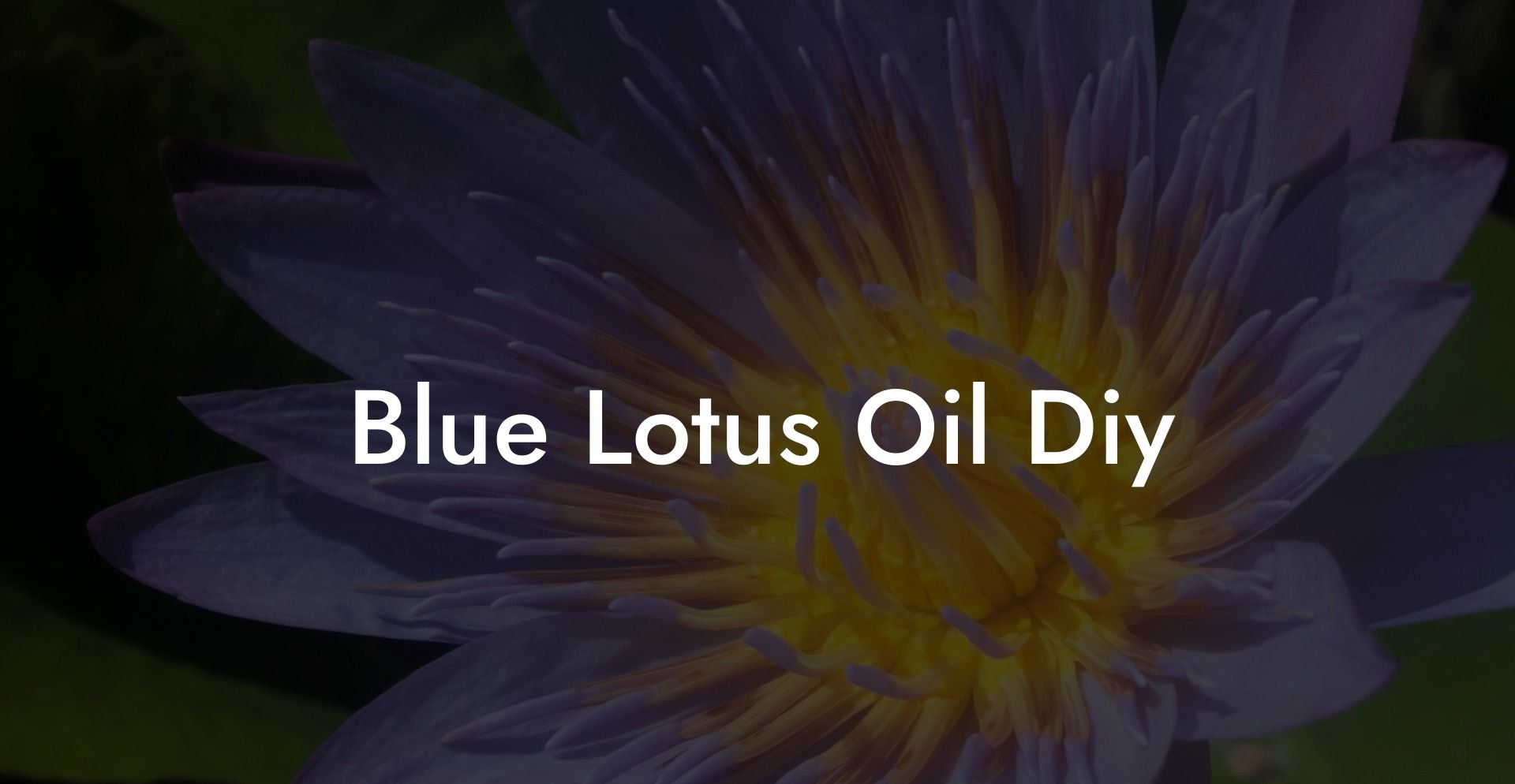 Blue Lotus Oil Diy