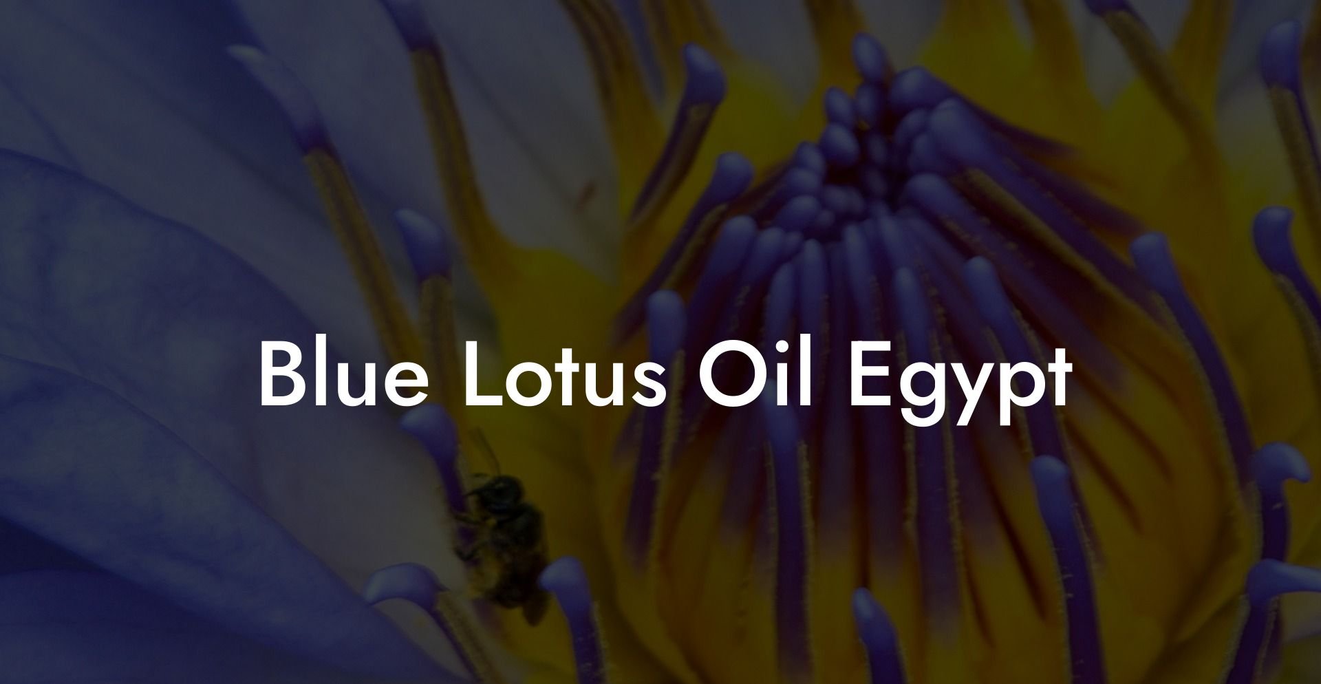 Blue Lotus Oil Egypt