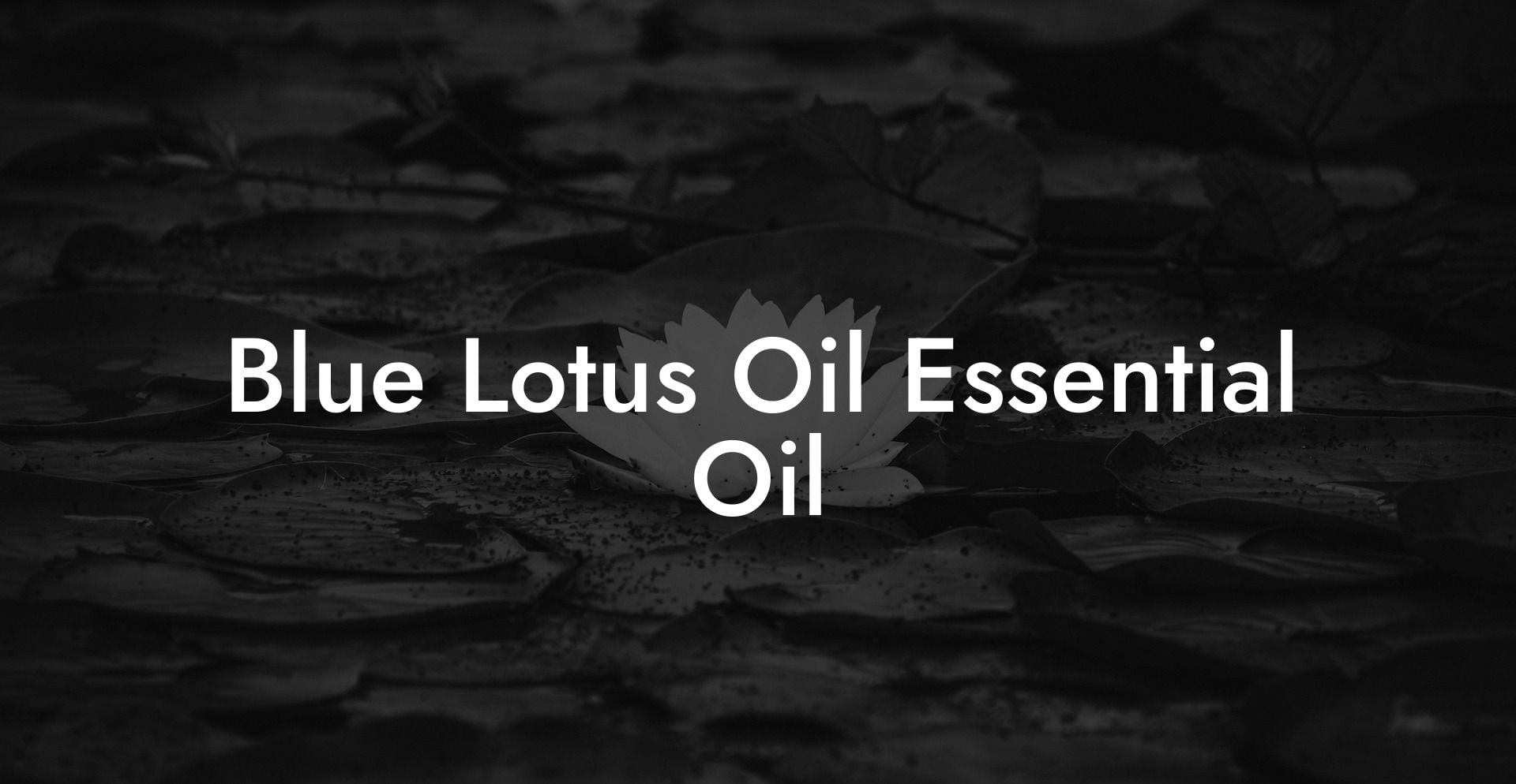 Blue Lotus Oil Essential Oil
