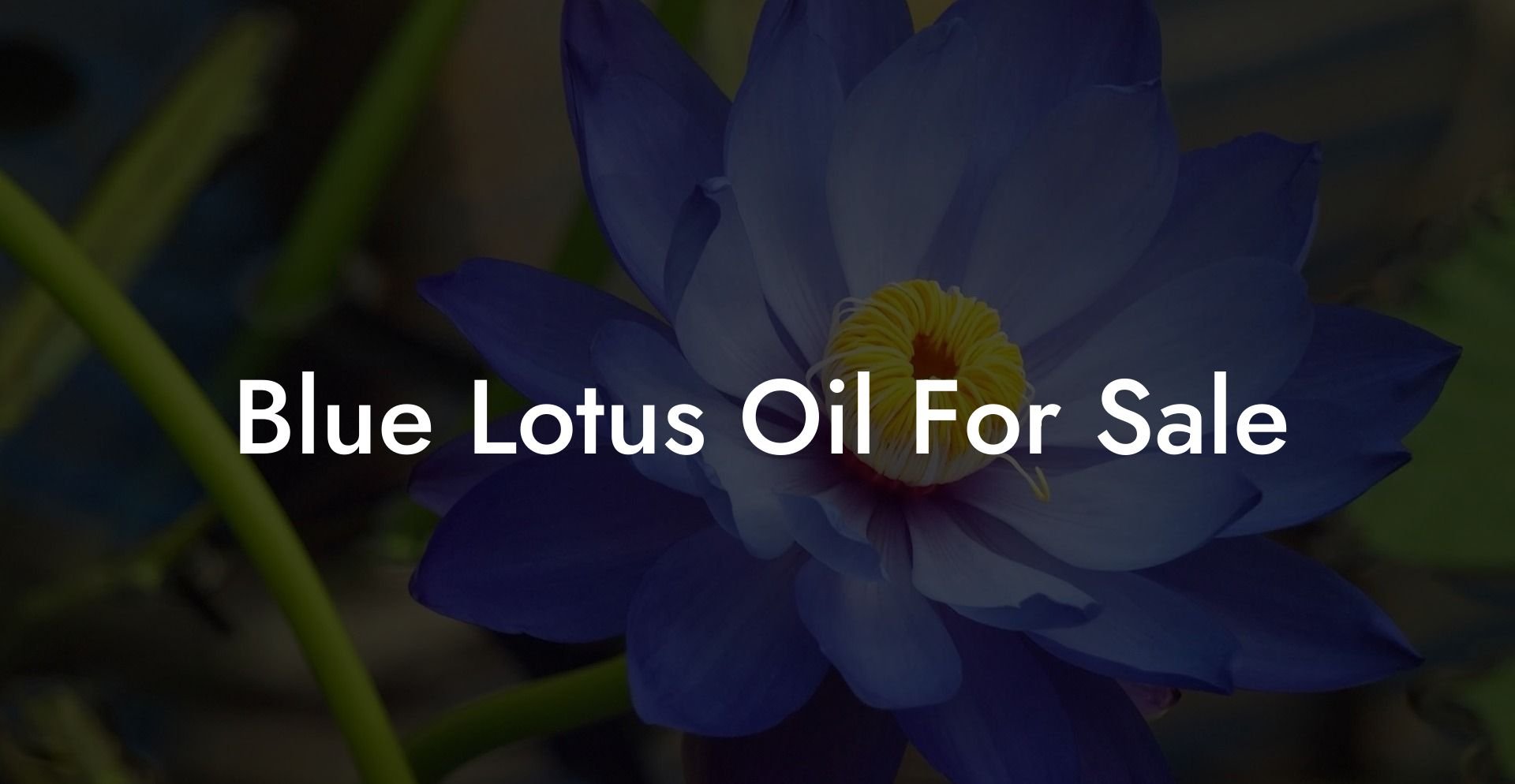 Blue Lotus Oil For Sale