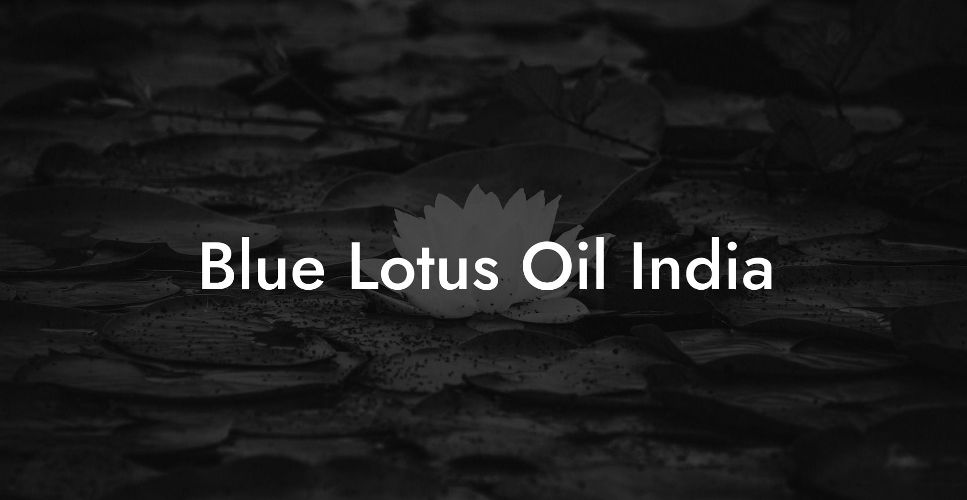 Blue Lotus Oil India