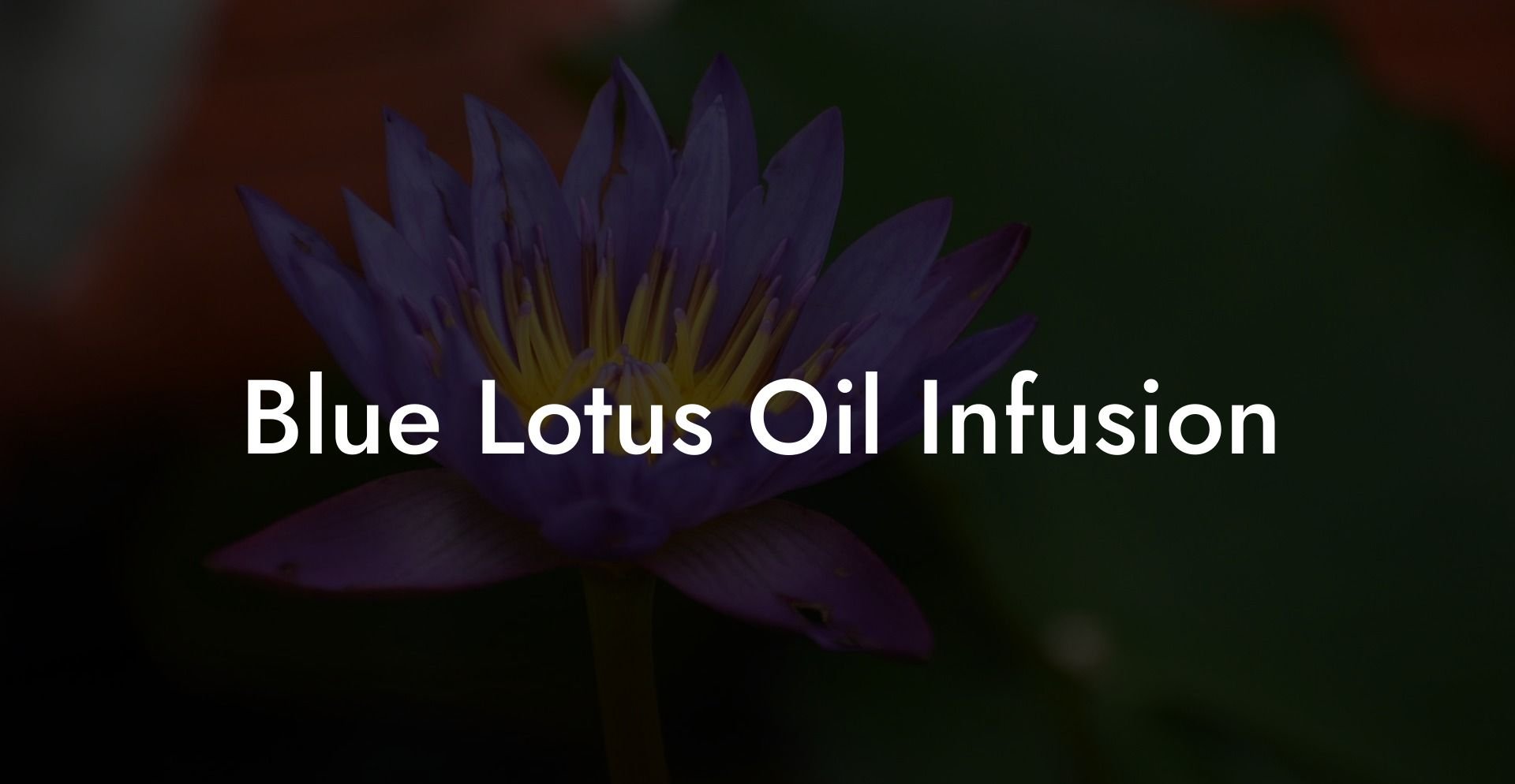 Blue Lotus Oil Infusion