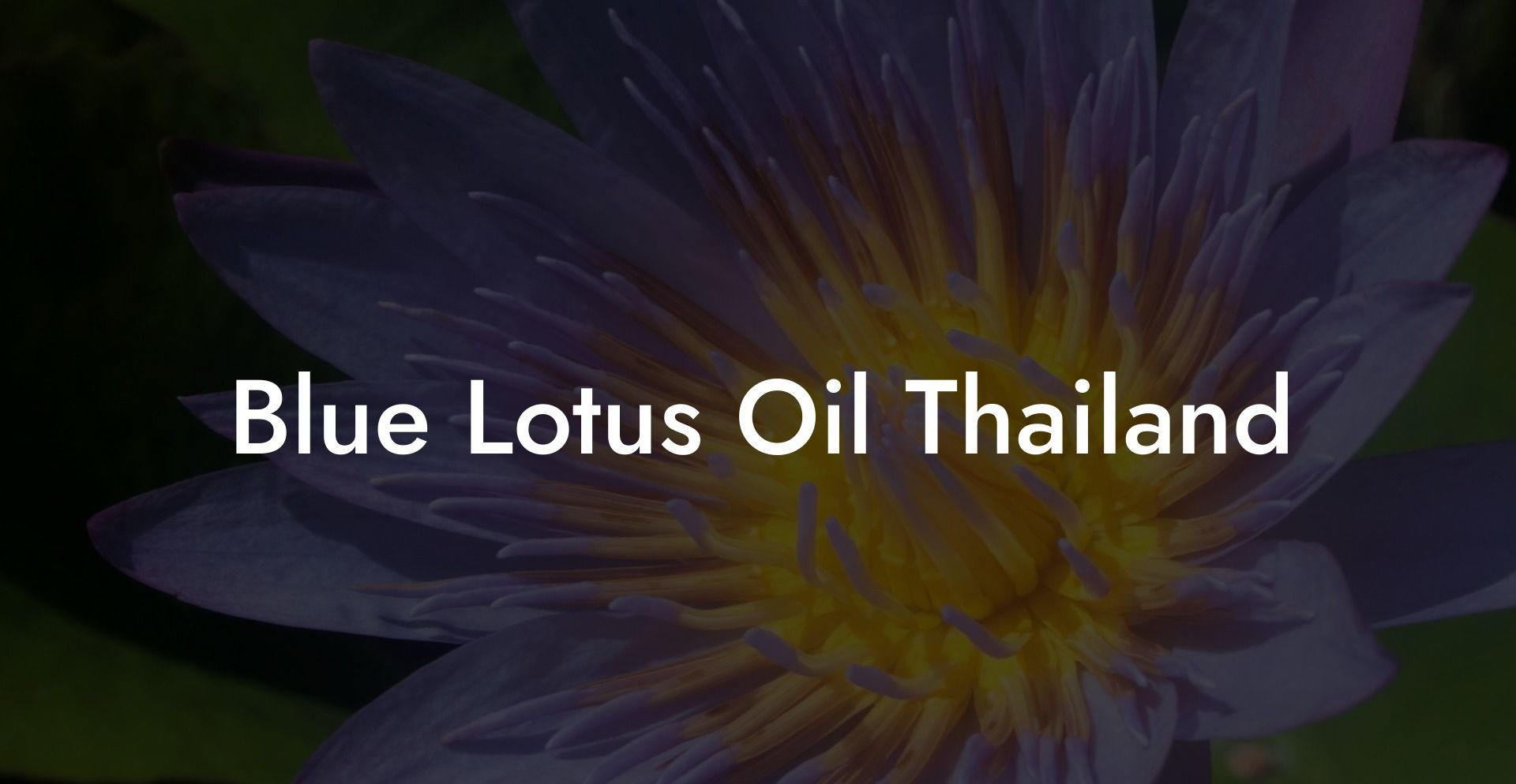 Blue Lotus Oil Thailand