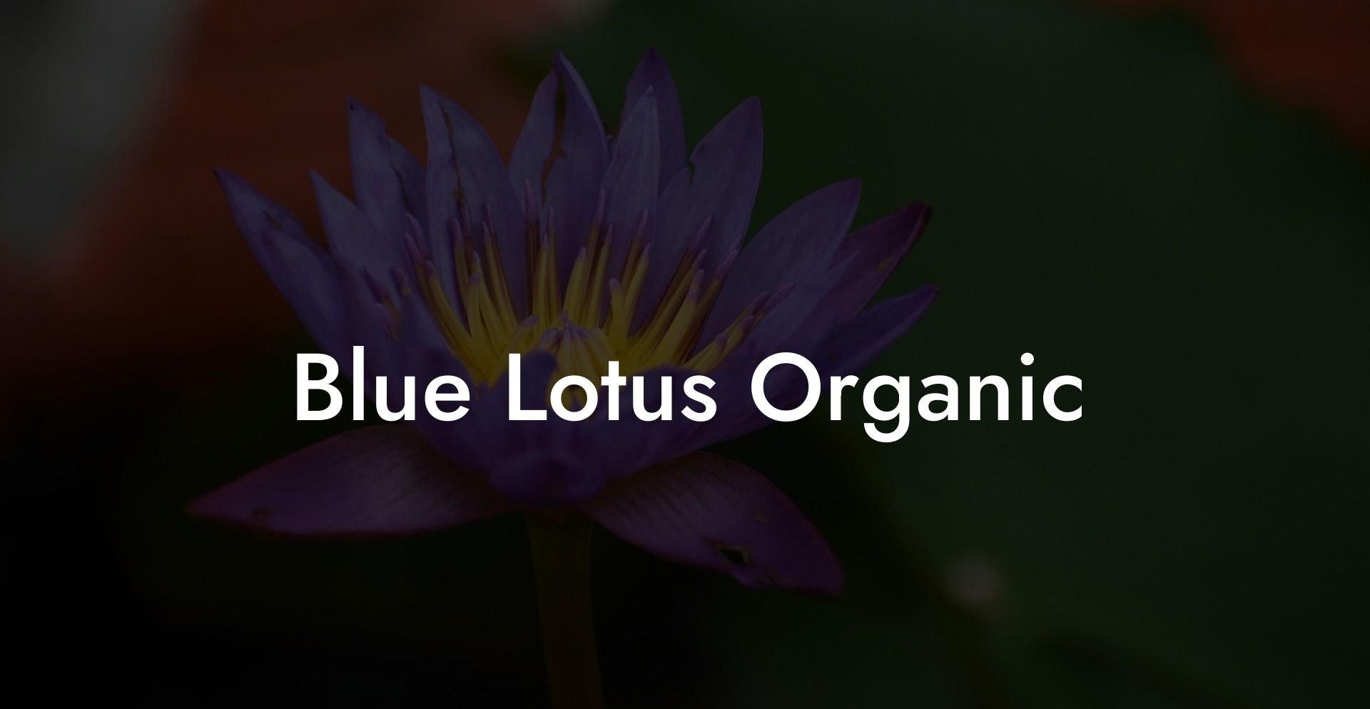 Blue Lotus Organic