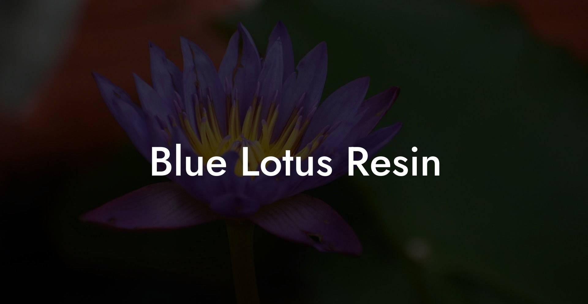 Blue Lotus Resin