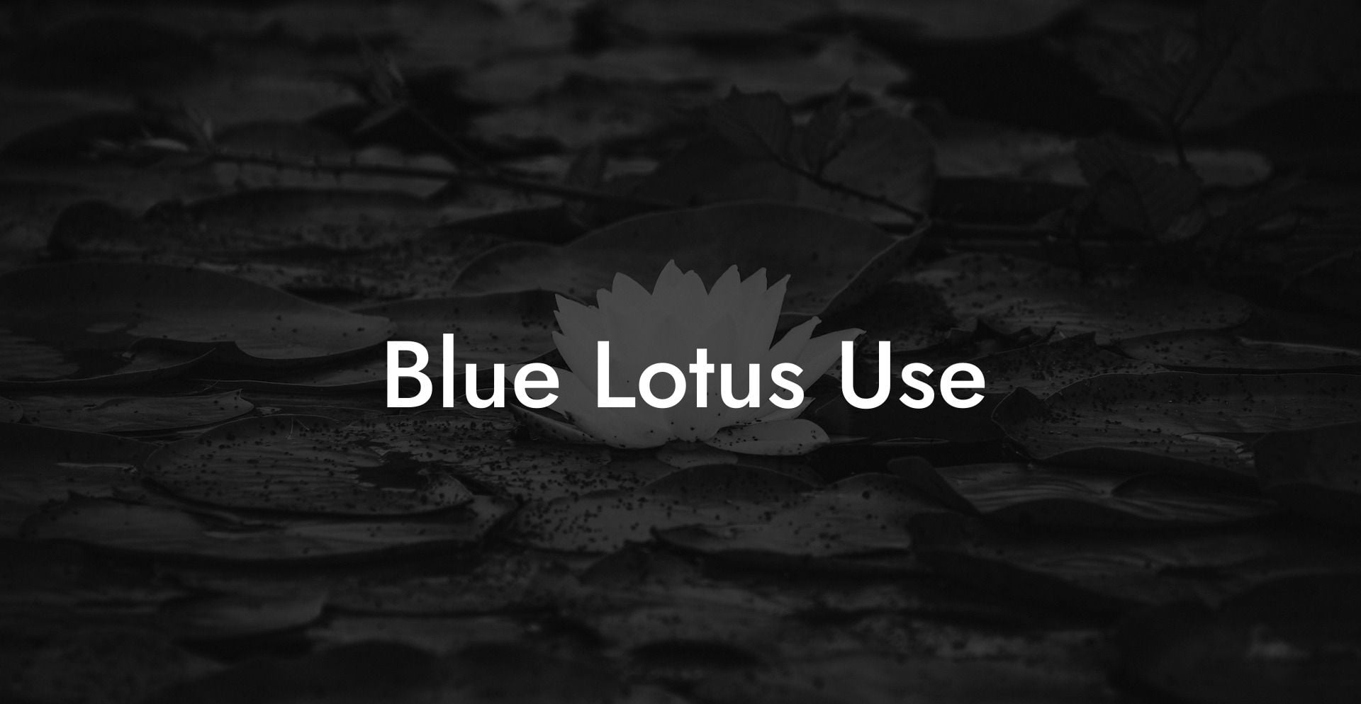 Blue Lotus Use
