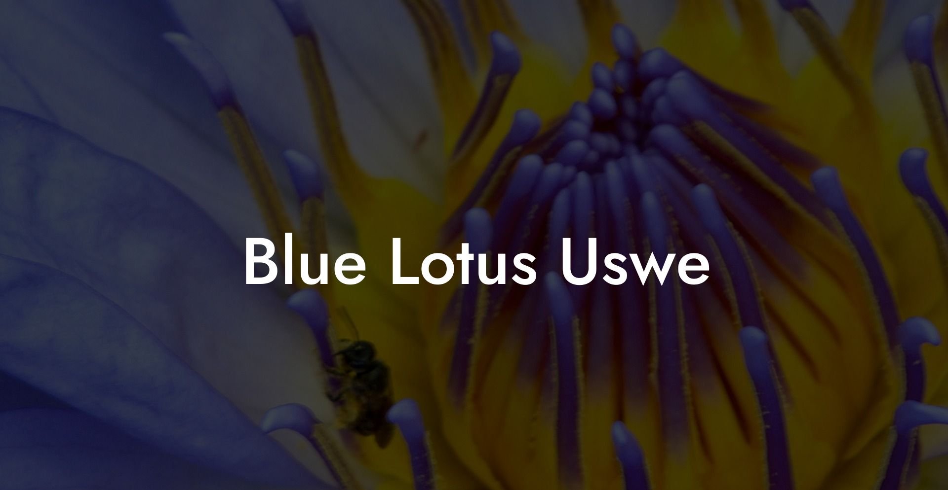 Blue Lotus Uswe