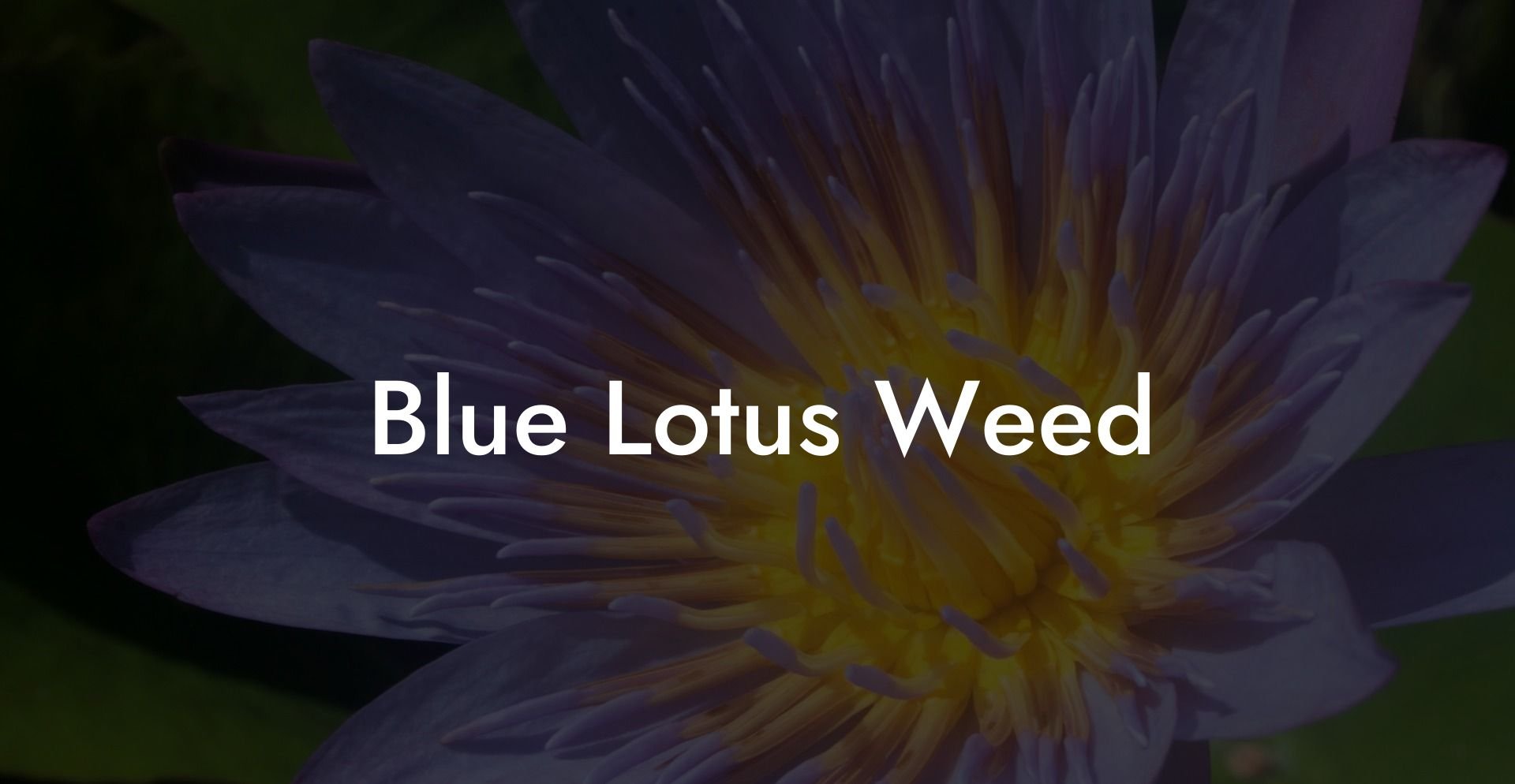 Blue Lotus Weed