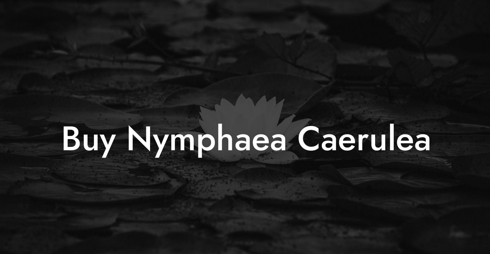 Buy Nymphaea Caerulea