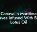 Canavalia Maritima Leaves Infused With Blue Lotus Oil