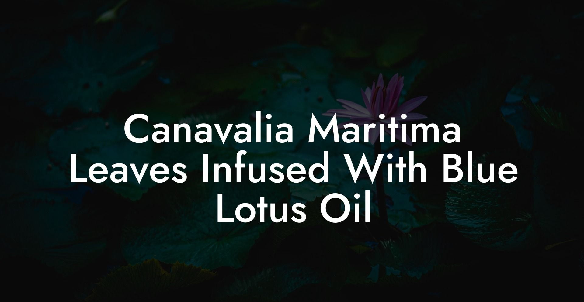 Canavalia Maritima Leaves Infused With Blue Lotus Oil