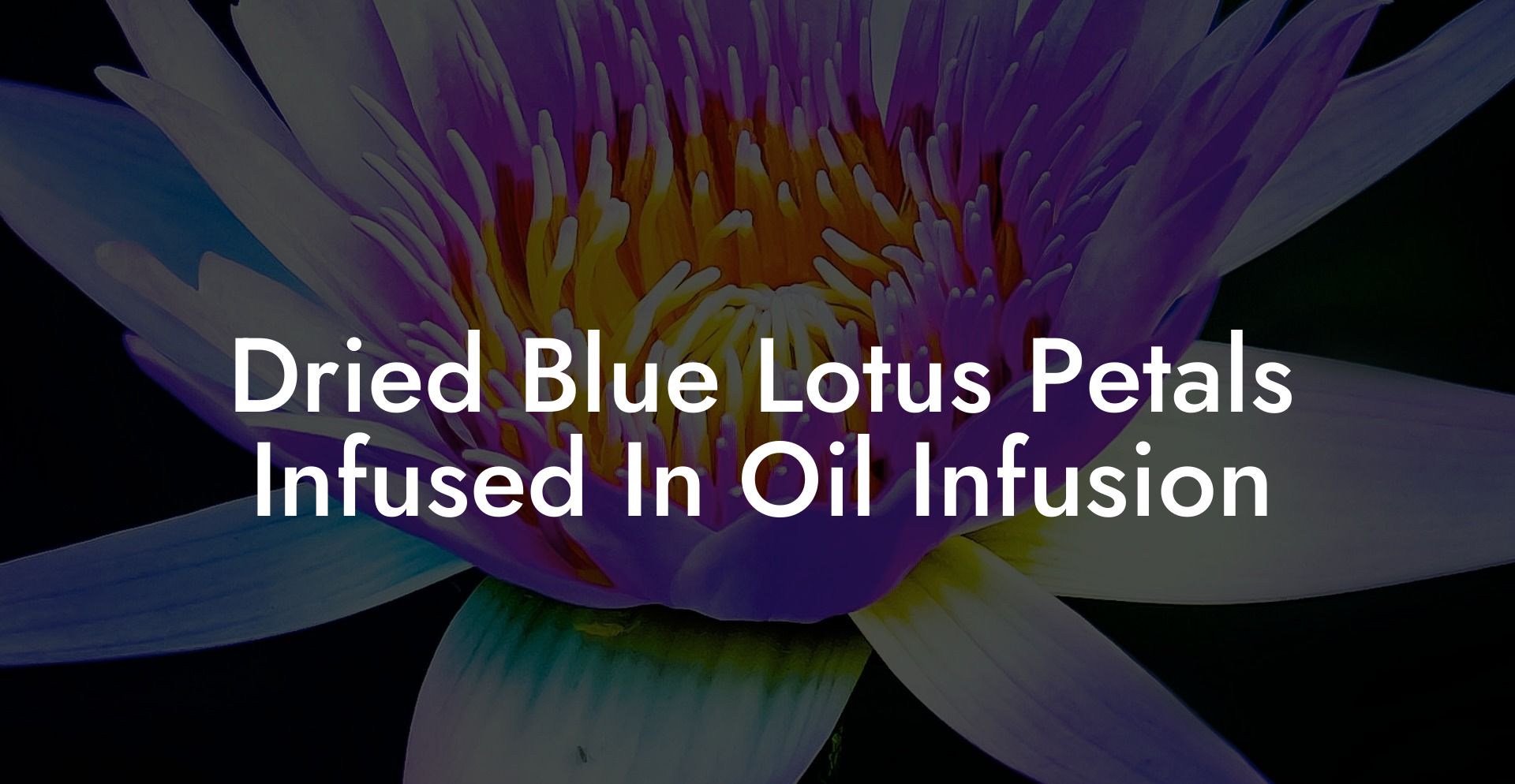 Dried Blue Lotus Petals Infused In Oil Infusion