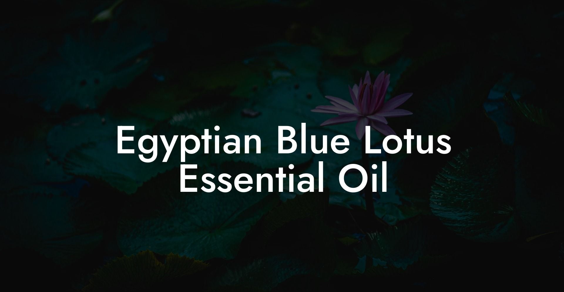 Egyptian Blue Lotus Essential Oil