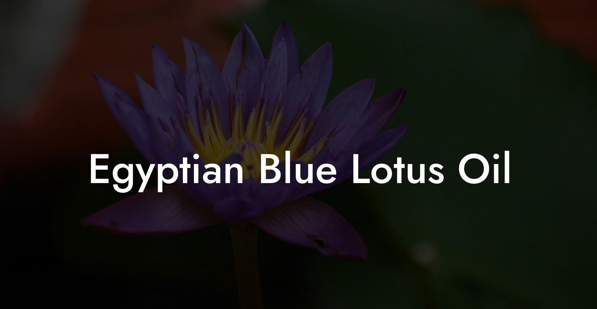 Egyptian Blue Lotus Oil